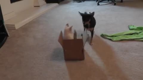 Kitten Sees Cardboard Box For The First Time