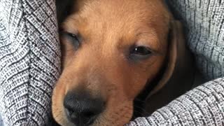 Cutest Puppy ever falls asleep in his bag