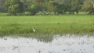 Gray Heron