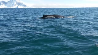 A Close Encounter With Some Beautiful Humpback Whales