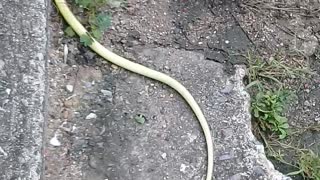 Spinning Snake