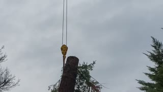 Northern California Redwood 5,000 pounds