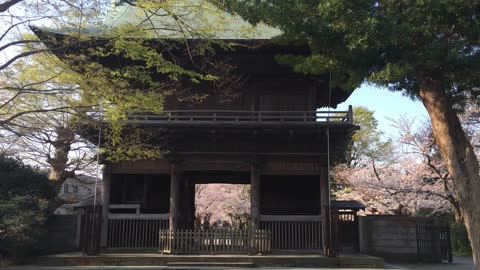 桜並木の桜が満開です。