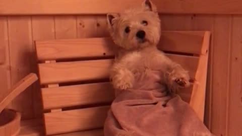 Relaxed Westie Enjoys Cozy Sauna Treatment After A Long Day