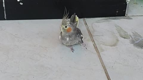 very funny cockatiel hahahaha