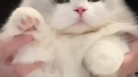 Fanny Cat Video and Cute Cat Video