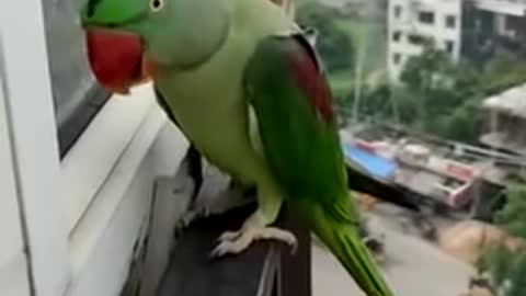 Funny parrot calling mummy in lockdown