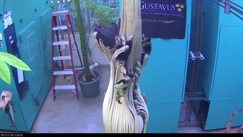 Perry the Corpse Flower Full Bloom Cycle Time Lapse