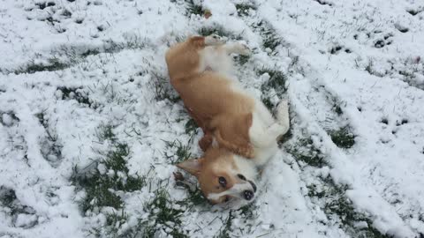 Corgi makes the most of season's first snowfall