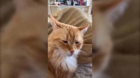 Cats talking better than some humans Pt.2