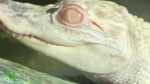 Cutest Albino Baby ALLIGATOR