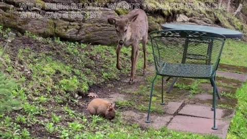 Wild deer really wants to make friends with cute bunny