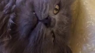 Grey cat lays down while owner pokes his nose