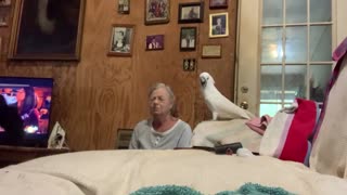 Cockatoo tells on dogs for not playing fair