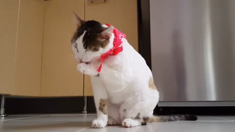 Funny Cat cleaning itself