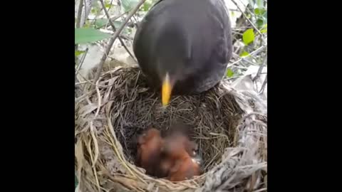 How to eat rare forest birds