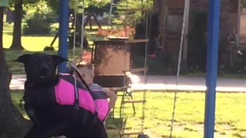 Dog Enjoys A Homemade Zipline