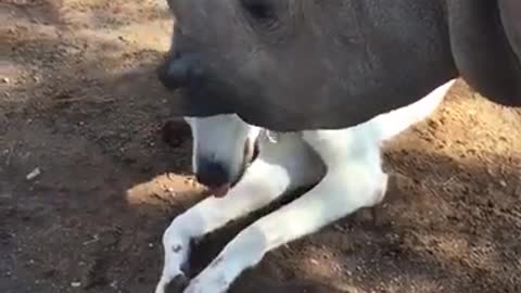 Rhino wants to befriend this dog