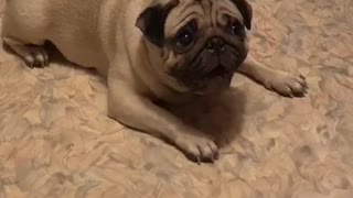 Pug beggar