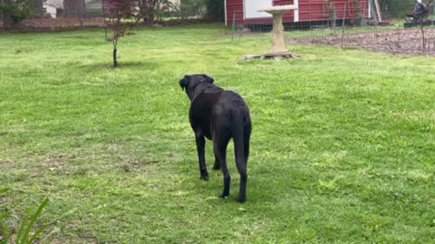 Stealthy Sugar stalking the squirrel round two!