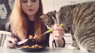 Hungry kitty politely asks for bite of food