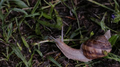 Brown Shelf Snail On Wet Grass