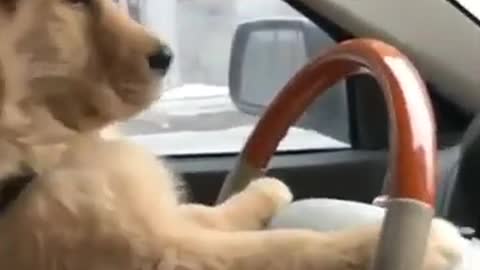 Cute Puppy likes steering