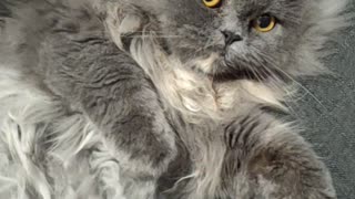 Cat Loves Belly Rubs: Princess The Cute Cat