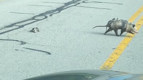 Baby Opossum Falls from Mama during Road Crossing