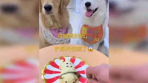 Funny Pets Reaction to Cutting Cake😂🎂😂