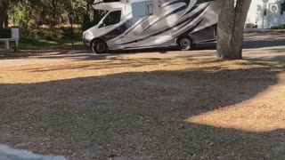 RV Slams Rooftop Into Tree