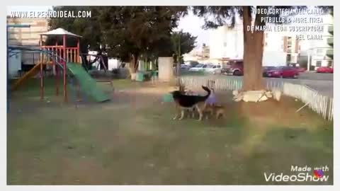 3 PITBULLS vs UN PERRO DE LA CALLE IMPRESIONANTE