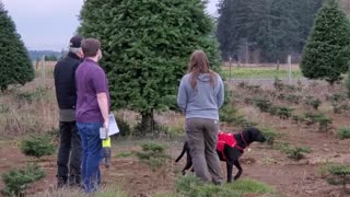 Looking for the perfect Christmas trees in 2020
