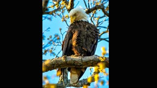 Nature Photos, Huron, OH - May 1st - 13th, 2020 (best viewed in 4k 2160p)