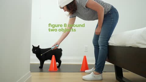 Basic Cat Training Tips-30 Tricks To Teach Your Cat