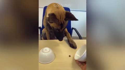 Enjoy new funniest and very cute dog compilation