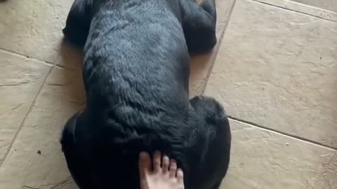A funny dog like to get a butt massage.
