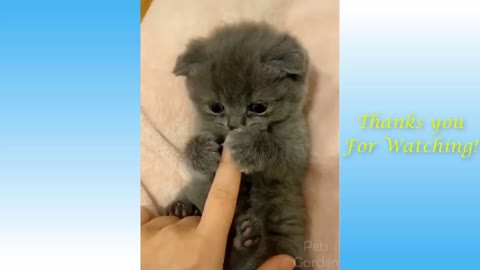 Best Funniest Animals - Best Of The 2021 Funny Animal Videos