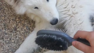 White dog lays on his side and gets brushed by comb from owner