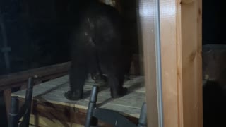 Black Bear Interrupts Vacation by Trying to Break into Garbage