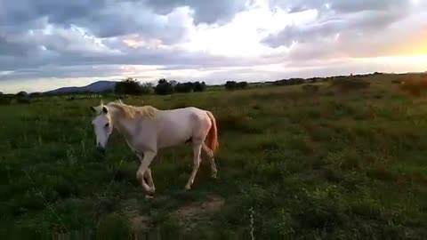 Horse on the farm