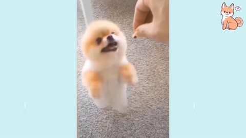 So Cute, Funny and Smart Dogs