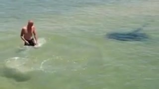 Man Taunts Stingray But The Stingray Hits Back