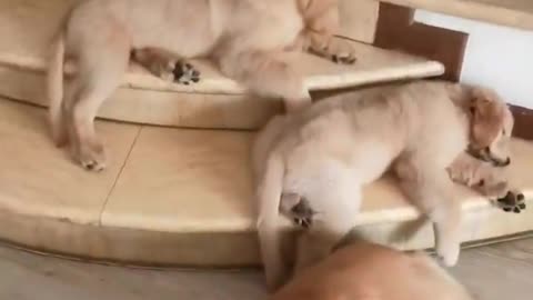 try not to laugh at cute golden retriever puppies compilation