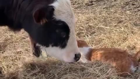 close friendship between cat and cow