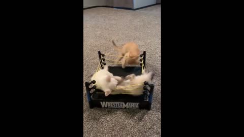 😸 🥊 Viral VIDEO 🥊 😺