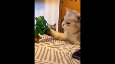 FUNNY ANIMAL you must watch just laughing