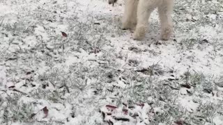 PILOT the SERVICE DOG PUPPY’s SNOW!