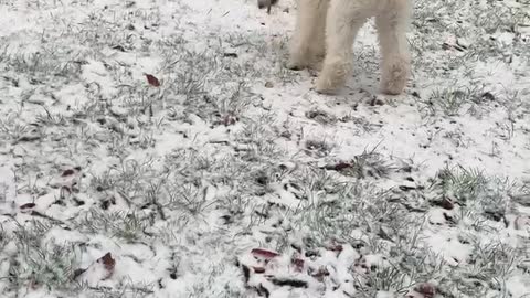 PILOT the SERVICE DOG PUPPY’s SNOW!