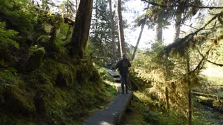 Alaska Brown Bear Encounter